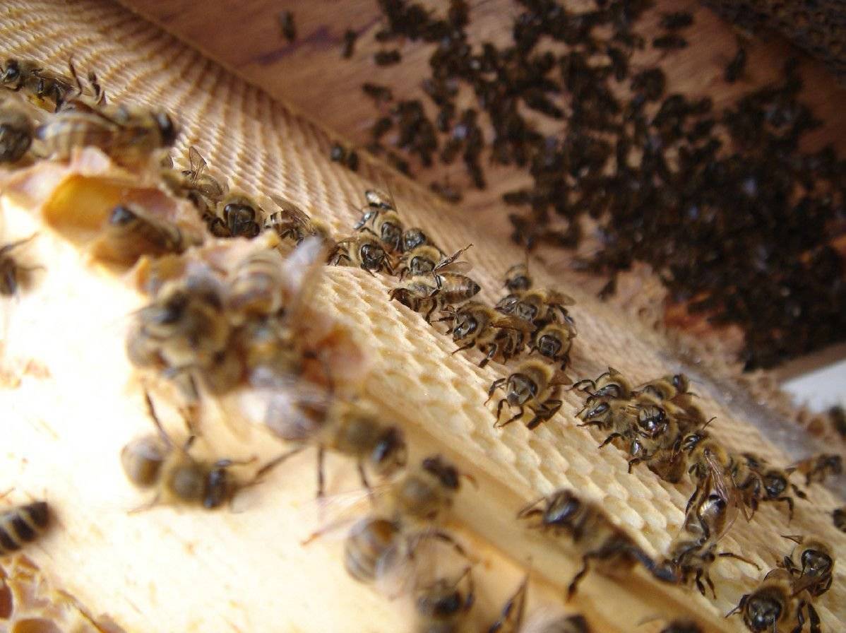Пчелиный подмор – применение, полезные свойства как принимать для мужчин и женщин.