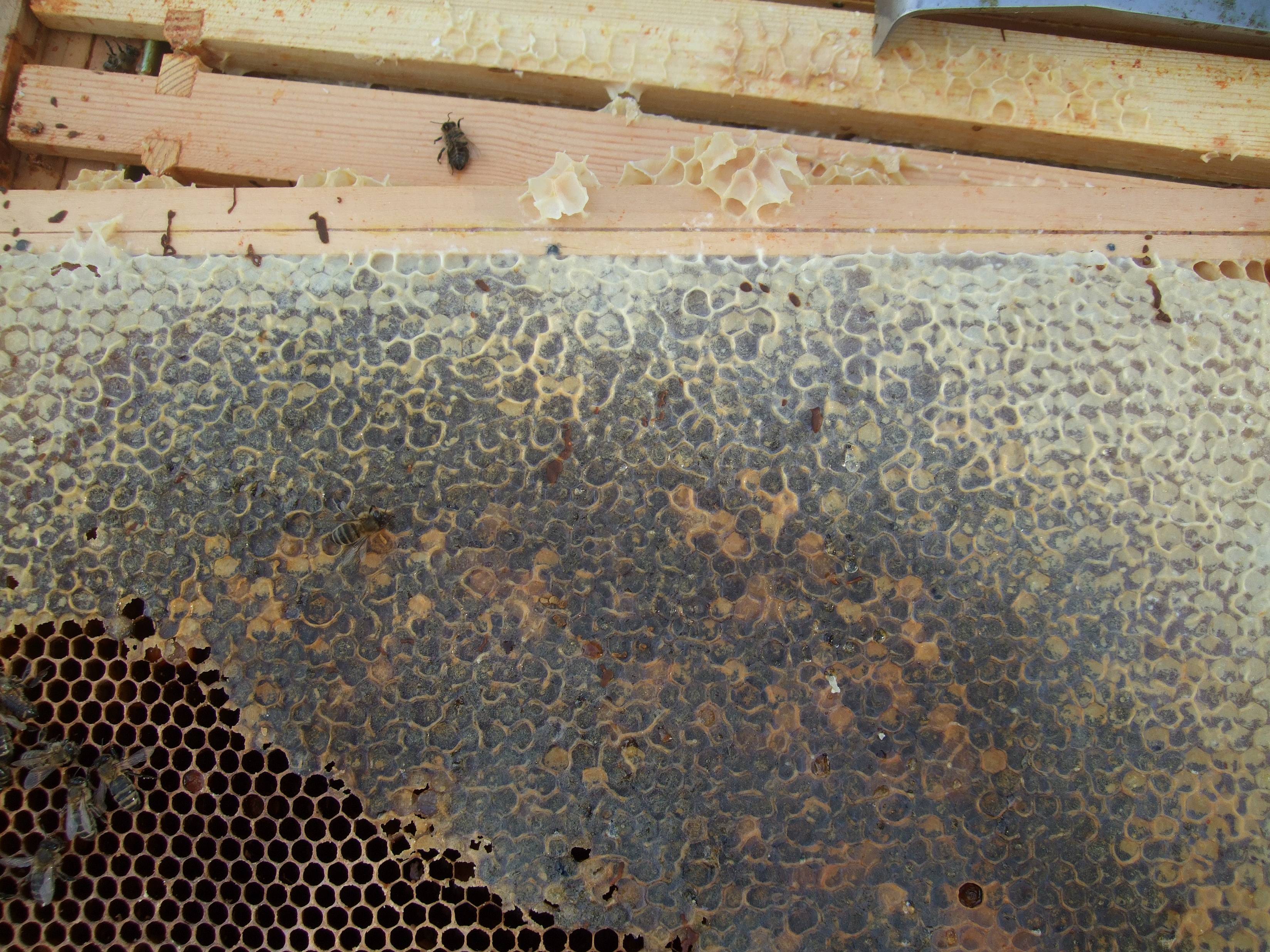 Основные болезни пчел и их лечение