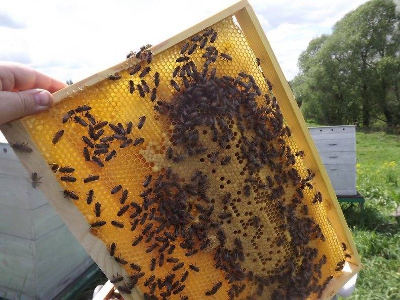 Как получается мёд у пчел: описание процесса и особенности создания продукта, фото, видео