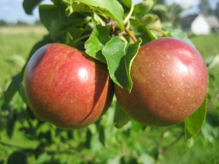 Яблоня белорусская сладкая посадка