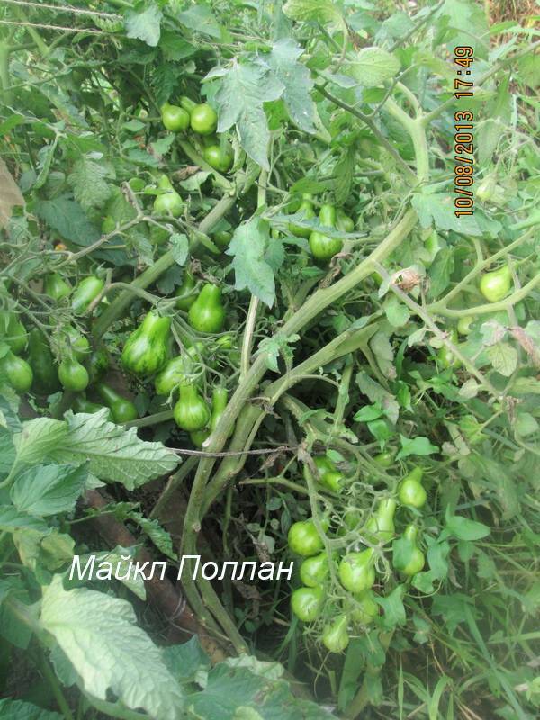 Томат майкл поллан: характеристика и описание сорта, выращивание и урожайность с фото