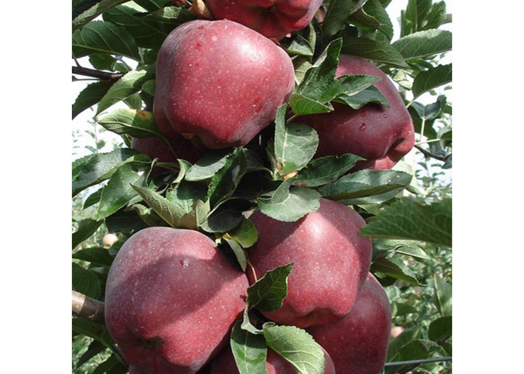 Яблоня голден делишес: особенности сорта и ухода