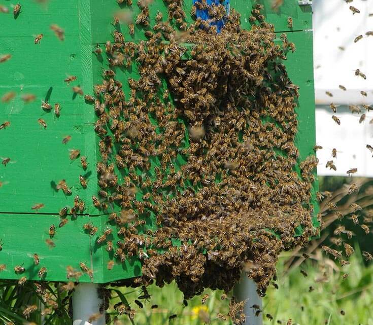 Роение пчел — предупреждение, признаки, меры борьбы