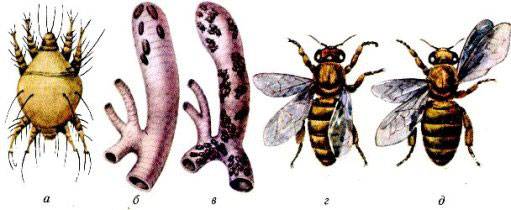 Акарапидоз пчёл: что за болезнь и как протекает, симптомы и причины, лечение и профилактика