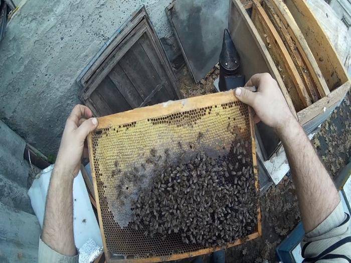 Как пересаживать пчел из пчелопакета