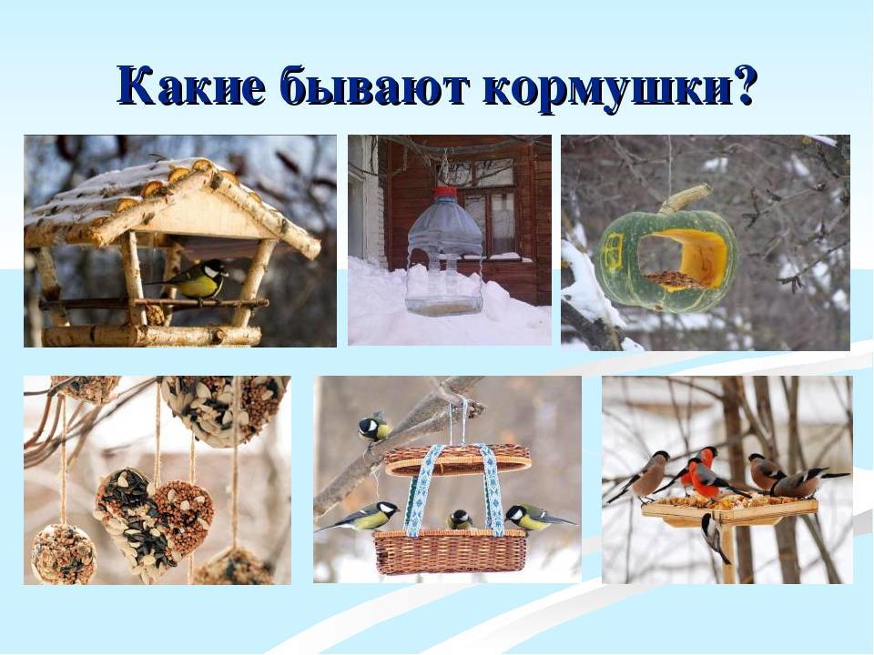 Презентация изготовление кормушки для птиц