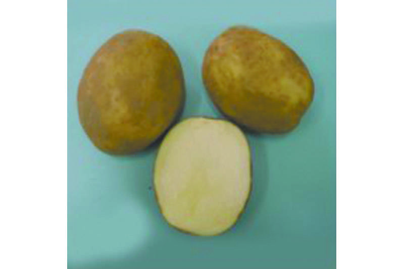 Картофель лилея характеристика сорта