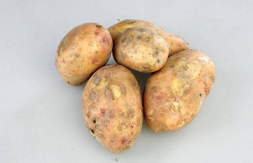 Картофель славянка – описание сорта, фото, отзывы
