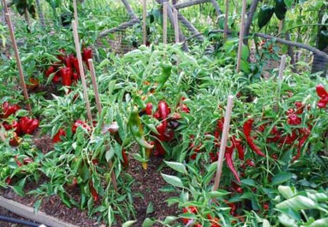 Острый перец чили: выращивание из семян в домашних условиях и на огороде, посадка и уход