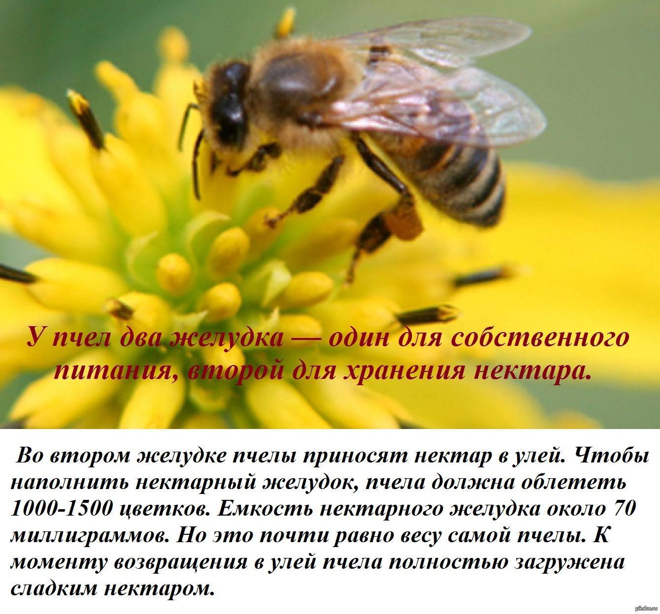 Строение пчелы: внешнее, внутреннее, органы чувств