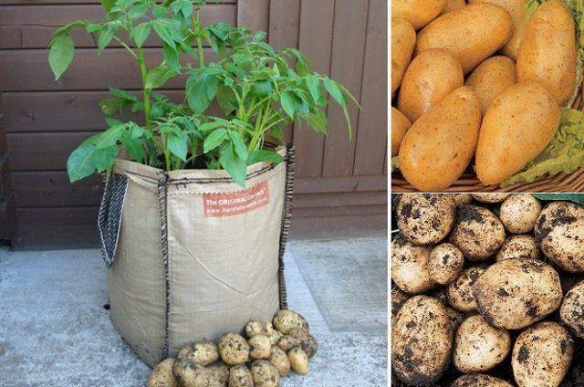 Почему картошка вырастает мелкая: 7 основных причин