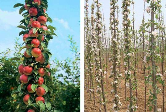 Почему не зацвела яблоня в этом году – основные причины