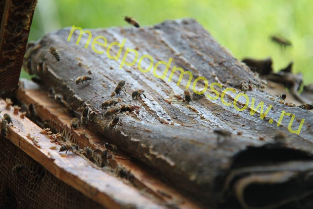 Целебное воздействие прополисных холстиков на организм - продукция пчеловодства | описание, советы, отзывы, фото и видео