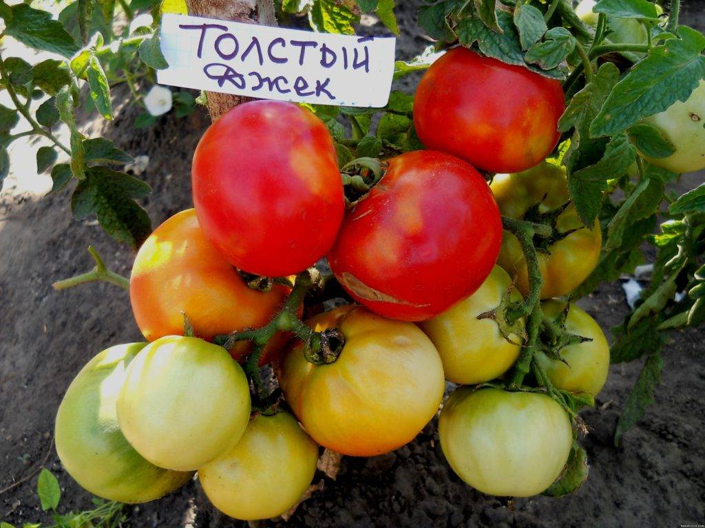 Характеристика томата толстой f1: описание и отзывы