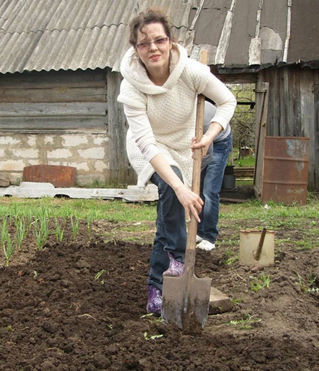 Как правильно копать в огороде: советы бывалых