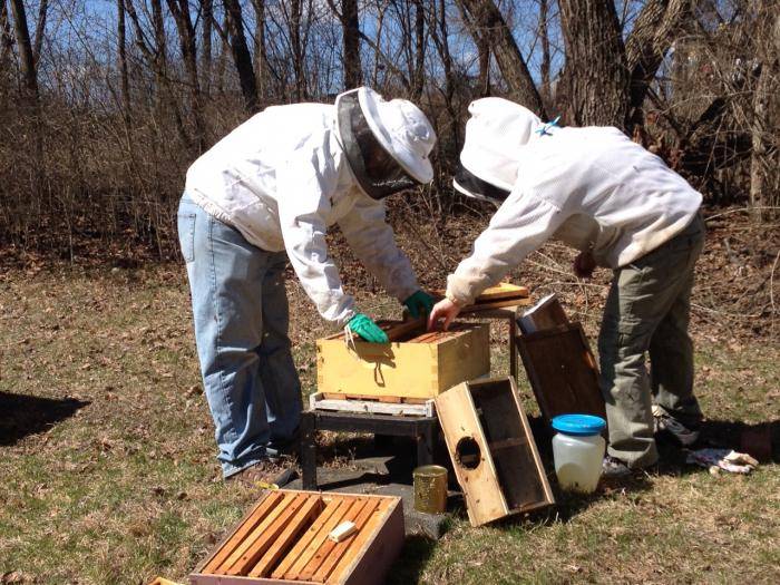 Весенние работы на пасеке: поэтапные работы, расширение гнёзд, советы пчеловодов