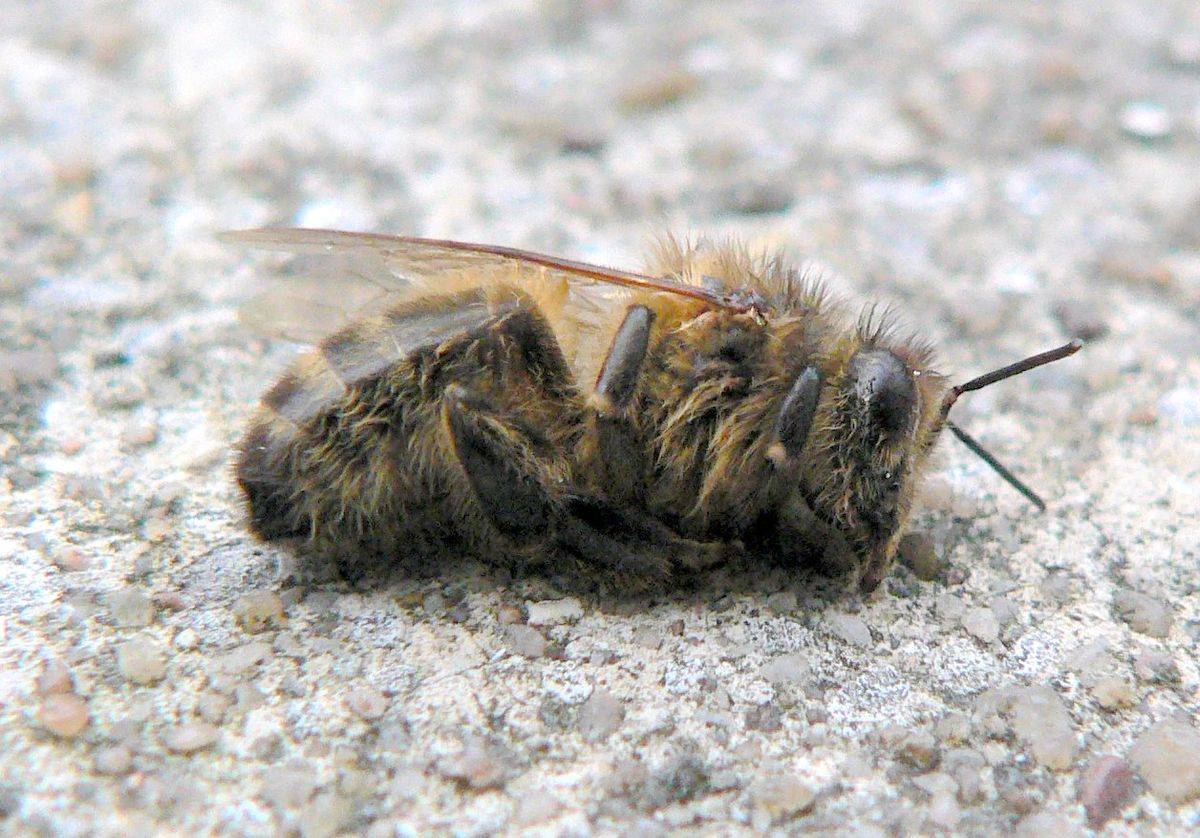 Паралич пчел: хронический вирусный и острый | практическое пчеловодство