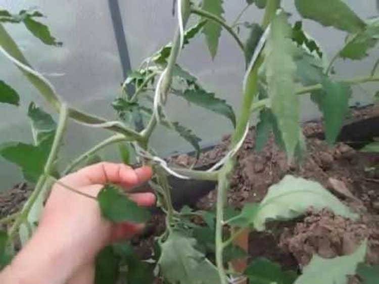 Как правильно подвязывать помидоры в открытом грунте