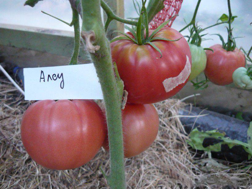 Томат алсу: отзывы, фото, характеристика и описание сорта, урожайность