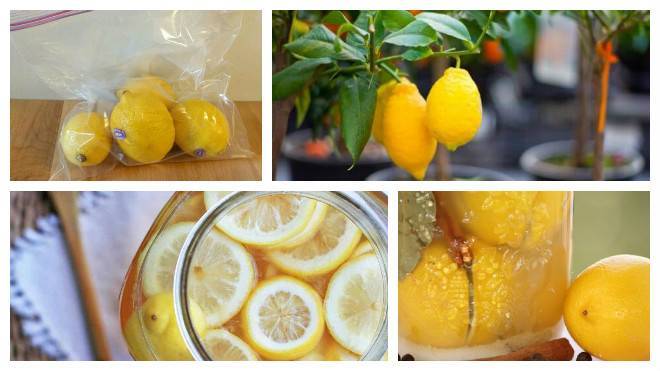 Как хранить лимоны в домашних условиях