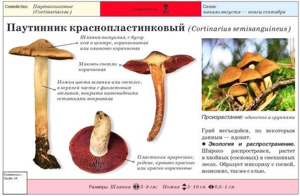 Съедобные грибы: описания и виды - pohod-lifehack.ru