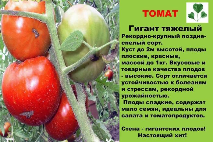 Томат сахарный гигант: отзывы, фото, урожайность | tomatland.ru
