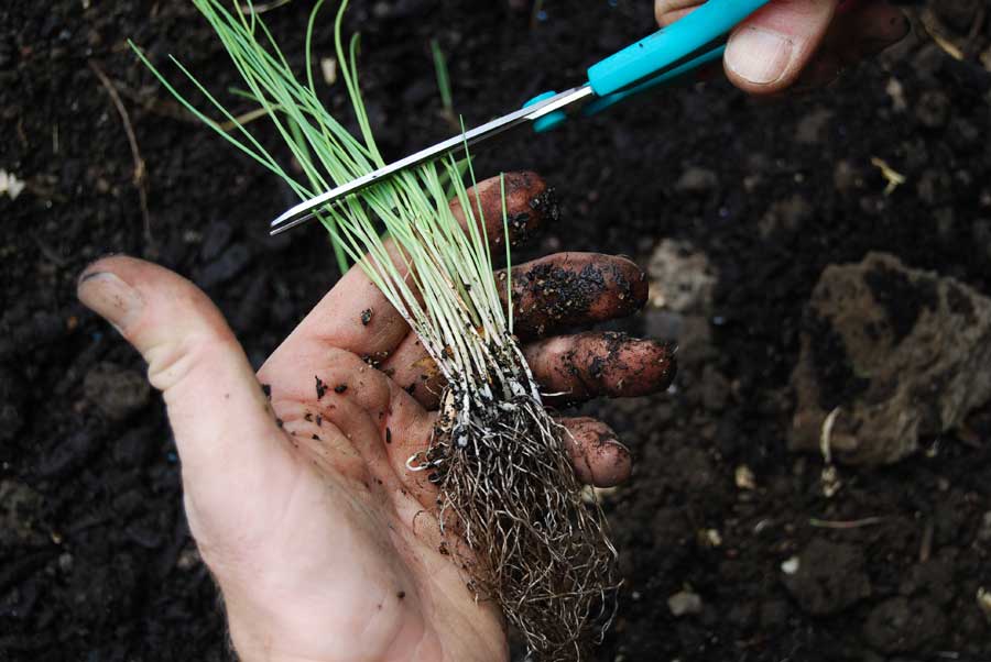 Посев лука порея на рассаду и в открытый грунт: сроки и правила выращивания