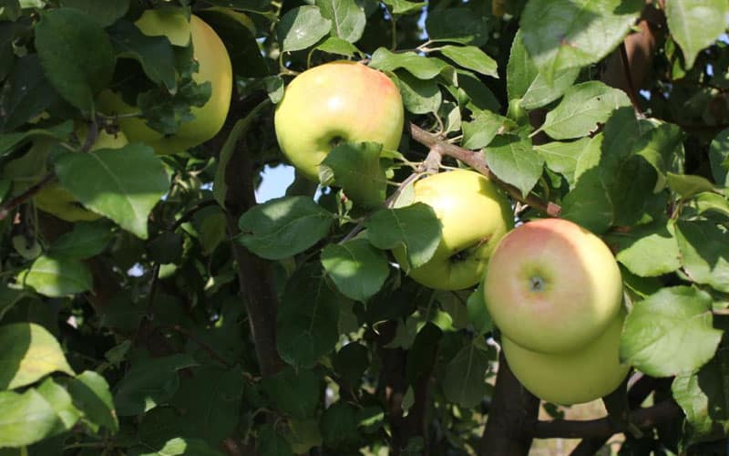 Характеристики позднелетней яблони сорта юбиляр