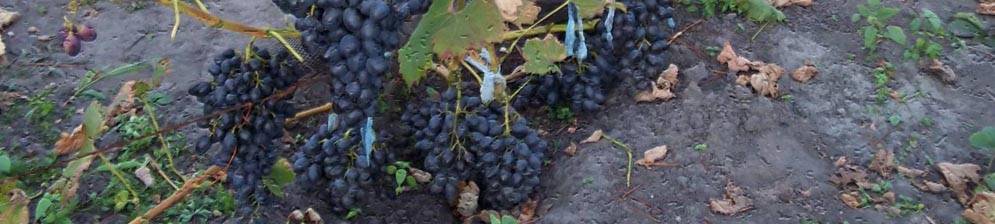 Описание винограда сорта сфинкс: характеристики и выращивание