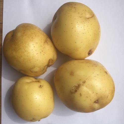 Характеристика сортов картофеля и особенности их выращивания
