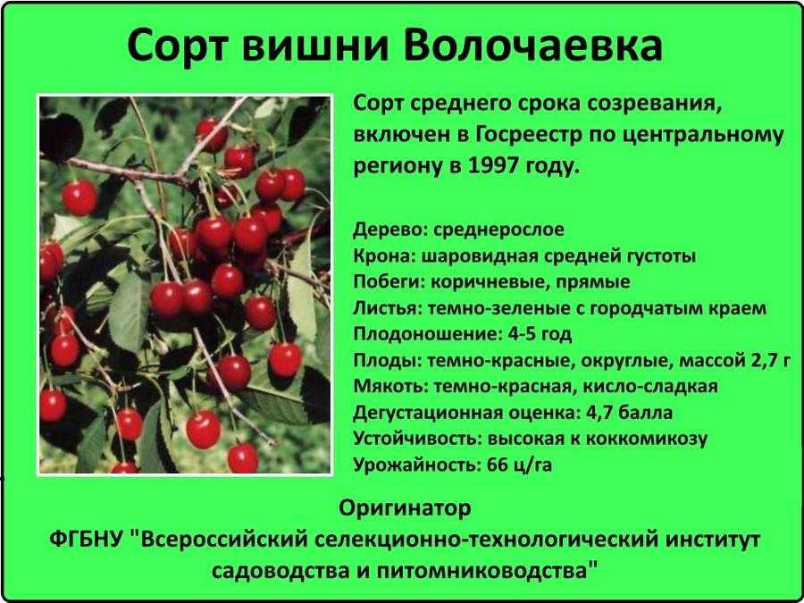 Владимирская вишня — легендарный сорт