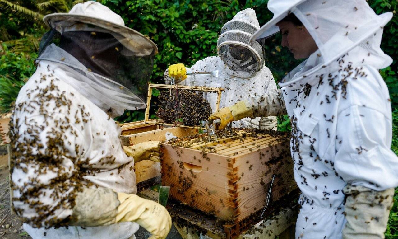 Пчеловоды белоруссии спорят как развивать бизнес дальше