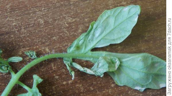 Почему у рассады томатов скручиваются листья – причины и решение проблемы