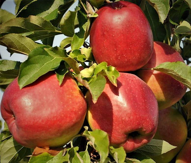 Сорт яблок «лигол»: описание, фото, отзывы