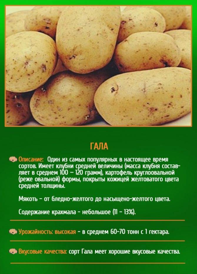 Картофель гала: описание сорта, фото, отзывы