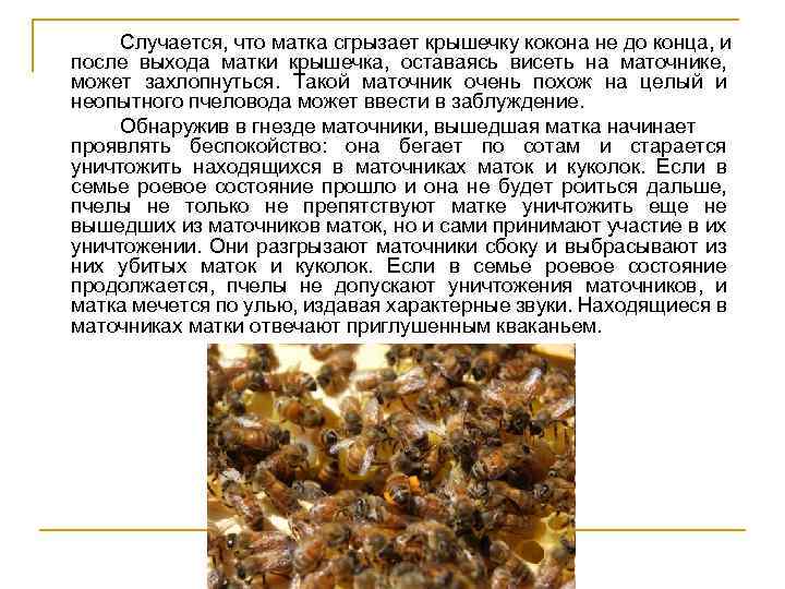 Роение пчел и меры его предупреждения