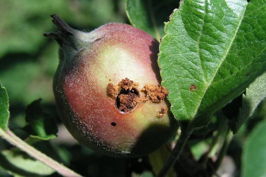 Вредитель плодожорка на яблоне: методы борьбы — химические и экологические