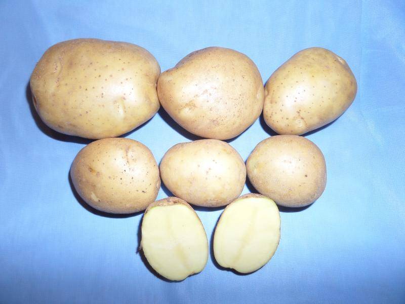 Описание картофеля сорта «лилея»