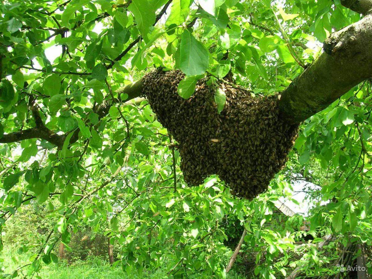 Роение пчел и меры его предупреждения. как предотвратить роение пчел, признаки и причины роения.