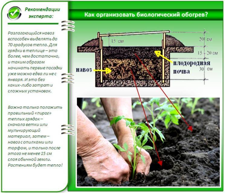 Как подготовить почву для огурцов в теплице весной перед посадкой - журнал огородника agrotehnika36.ru