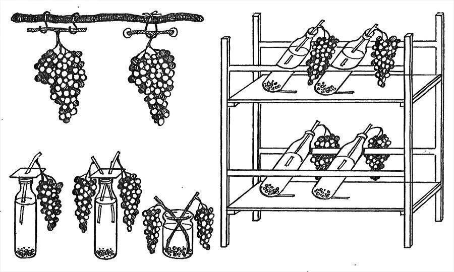 Как хранить виноград в домашних условиях: сроки в холодильнике