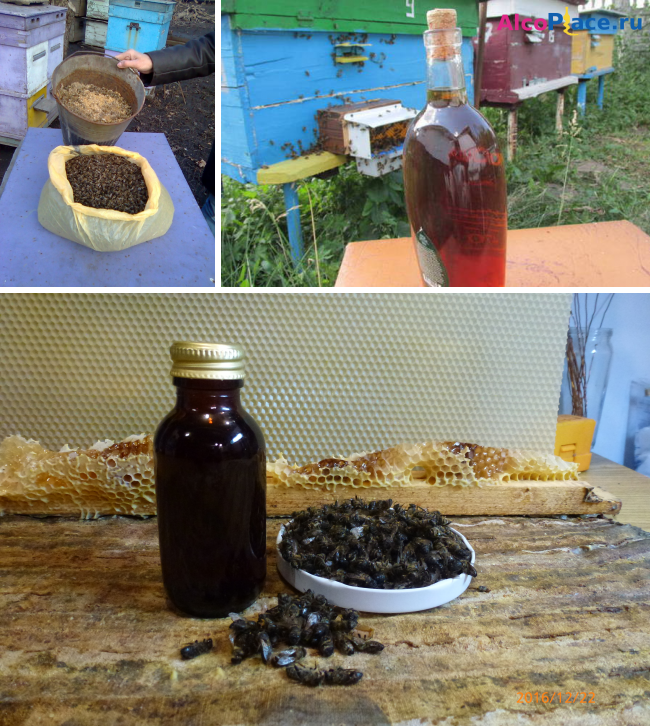 Настойка из пчелиного подмора: рецепты и применение