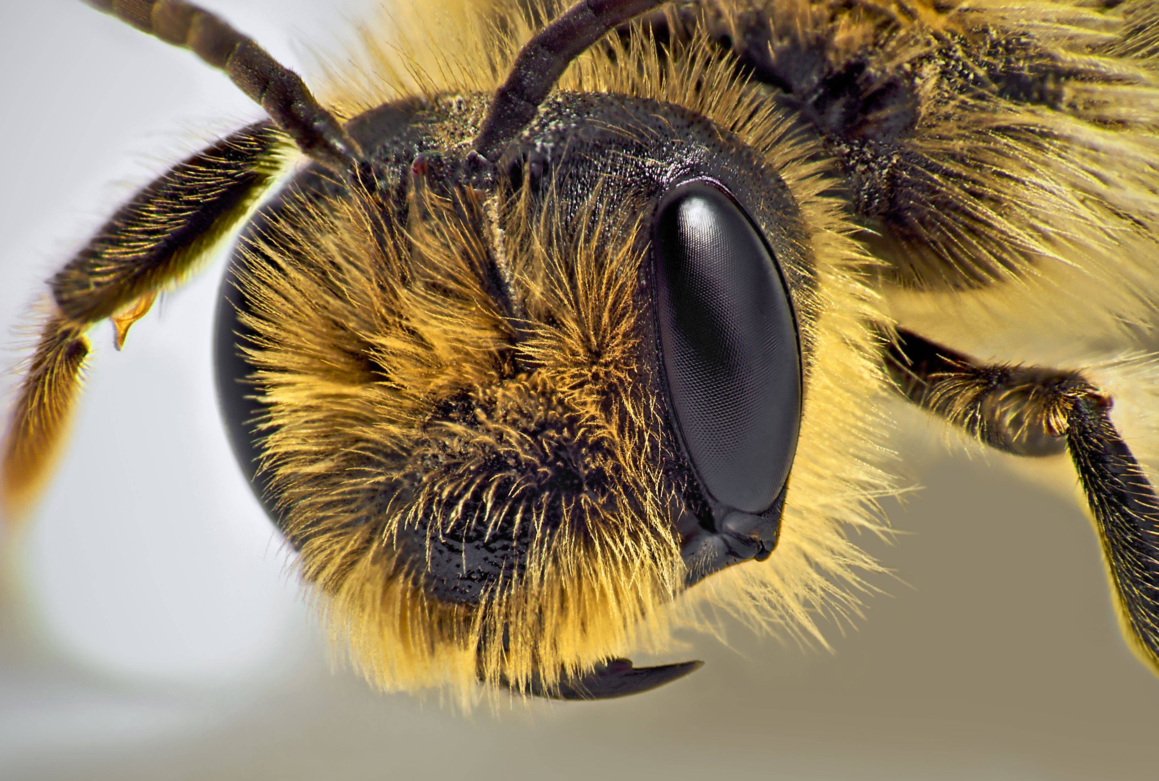 Сколько глаз у пчелы и какие цвета они видят: особенности зрения у пчел