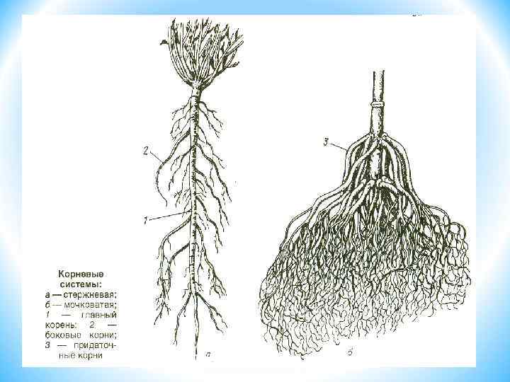 Строение корневой системы огурцов, окучивание и рыхление