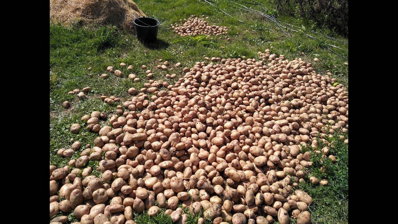Урожайность картофеля с 1 га: сколько можно собрать картошки, от чего зависит урожай, как его повысить