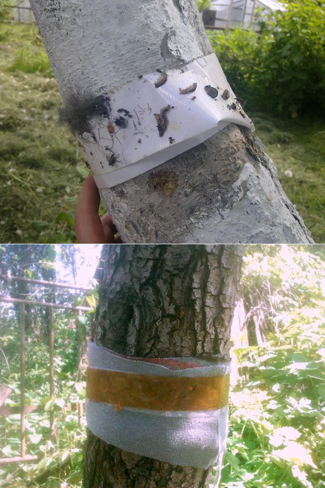 Делаем ловчий пояс от насекомых для деревьев : labuda.blog