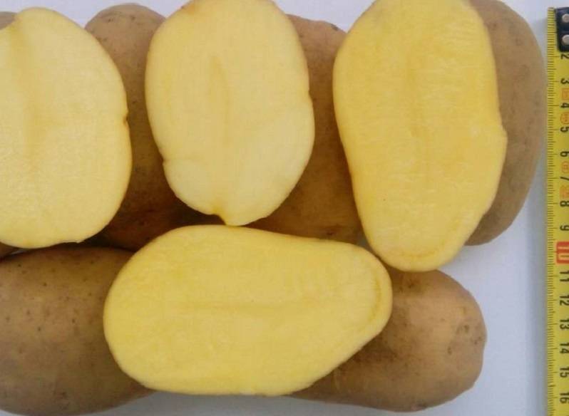 Картофель радонежский: описание и характеристики культуры, вкусовые качества