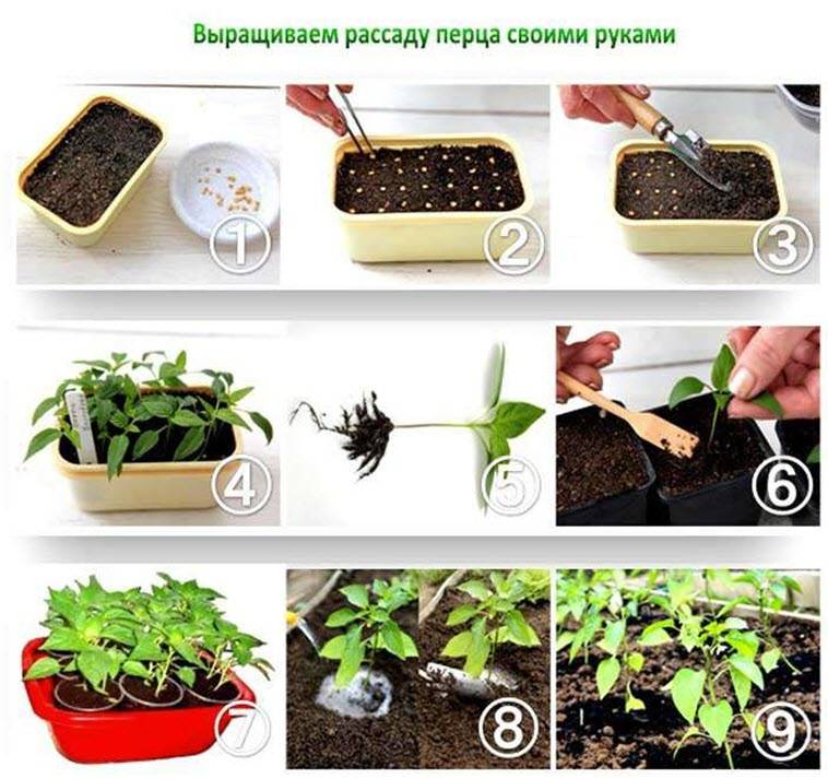 Выращивание рассады сладкого перца: когда сеять и пикировать