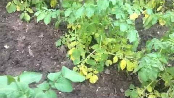 Почему желтеет ботва картофеля: нужно ли ее срезать, класть в компост и другие вопросы