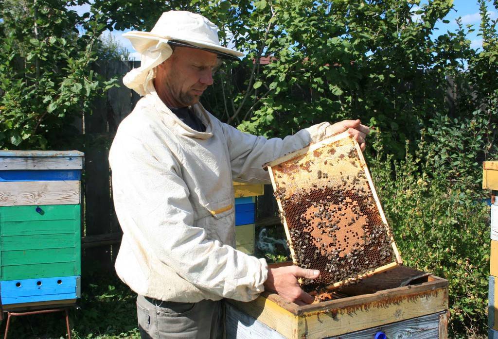 Бортничество — это старейшая форма пчеловодства. какое дерево годится для бортничества